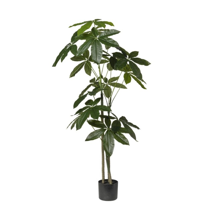 PIANTA ARALIA X3 CM130 IN VASO